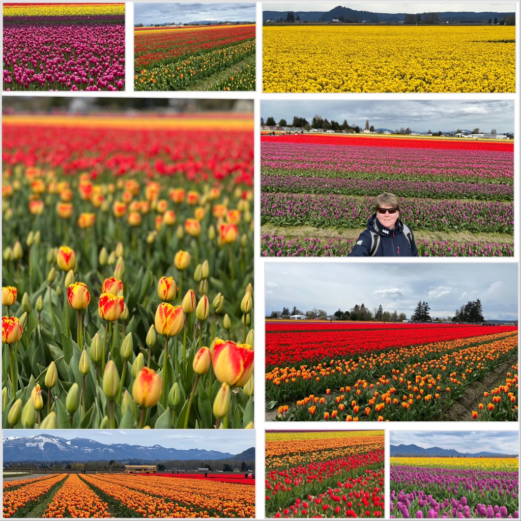 April 17, 2023: La Conner & Tulip&nbsp;Fields