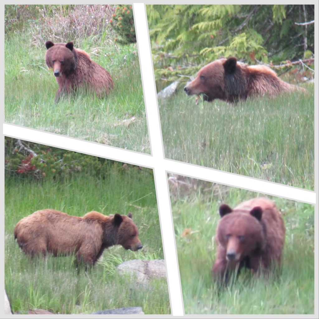 June 8th/9th, 2023: Foggy Bay,&nbsp;ALASKA!