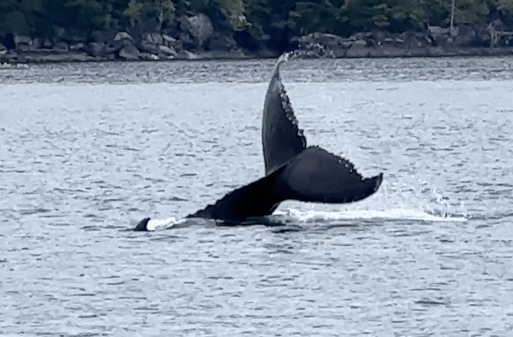 July 14 – 20, 2023: Fury Cove, and back to the&nbsp;Broughtons